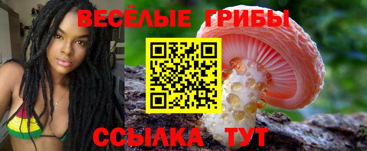 Псилоцибиновые грибы Cubensis Свободный